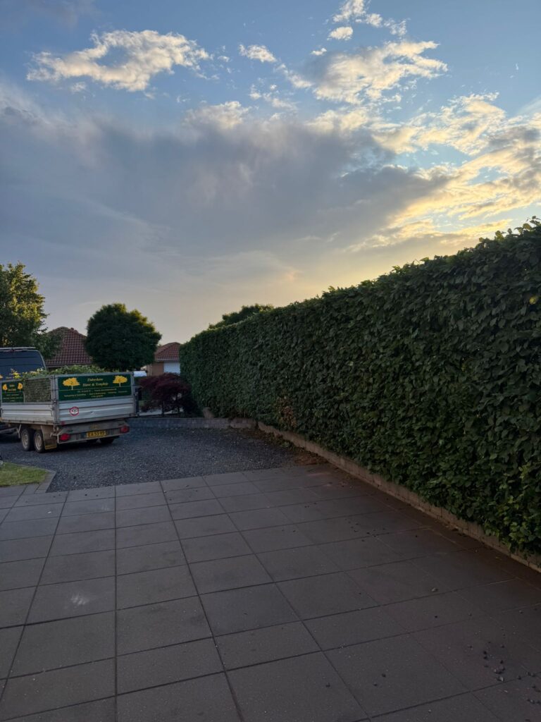 Formgeschnittene Hecke nach dem Heckenschnitt