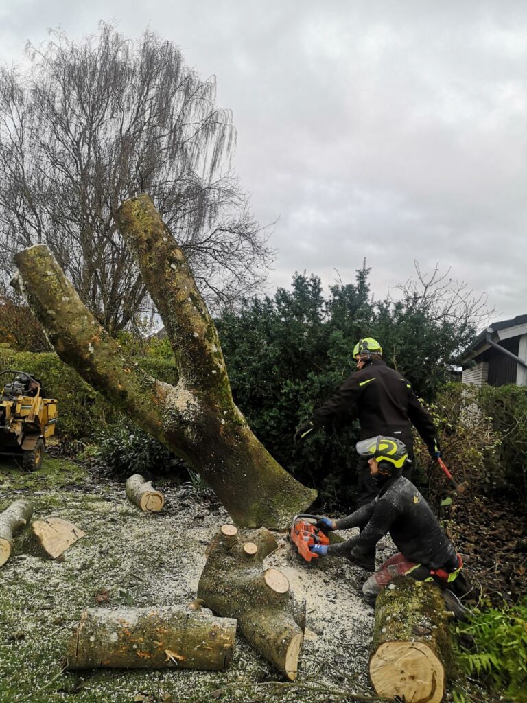 Baumfällung in Sektionen