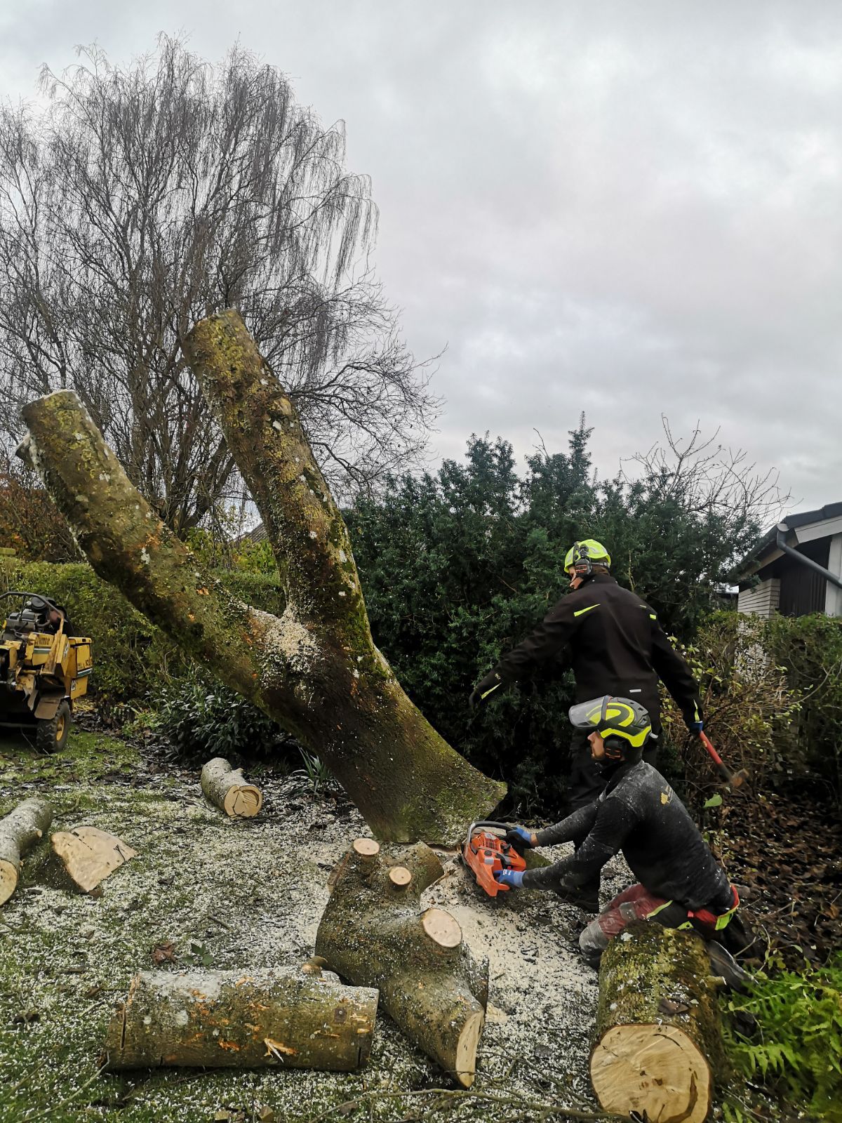Baumfällung in Sektionen
