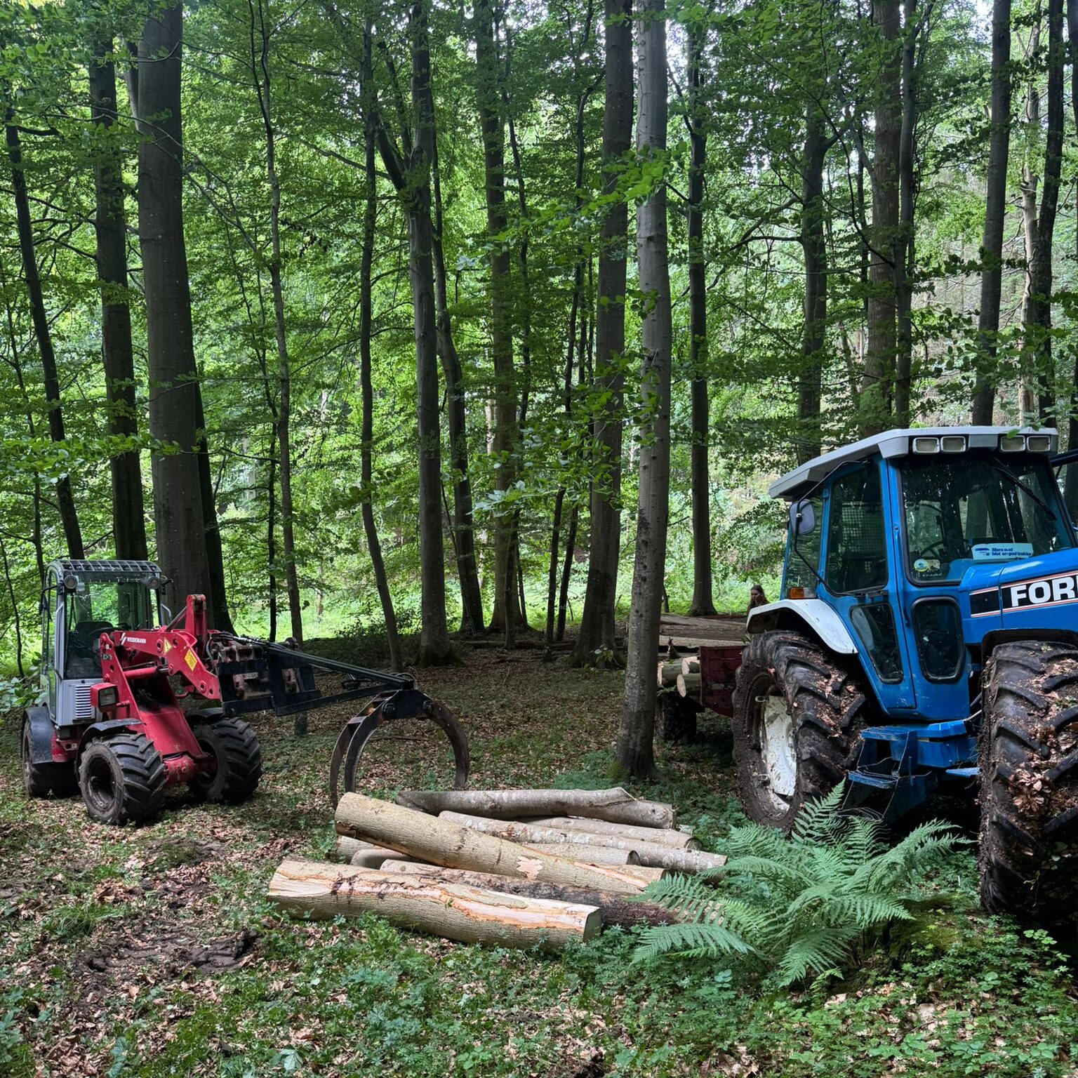 Forstarbeiten und Waldarbeiten mit Forstmaschine